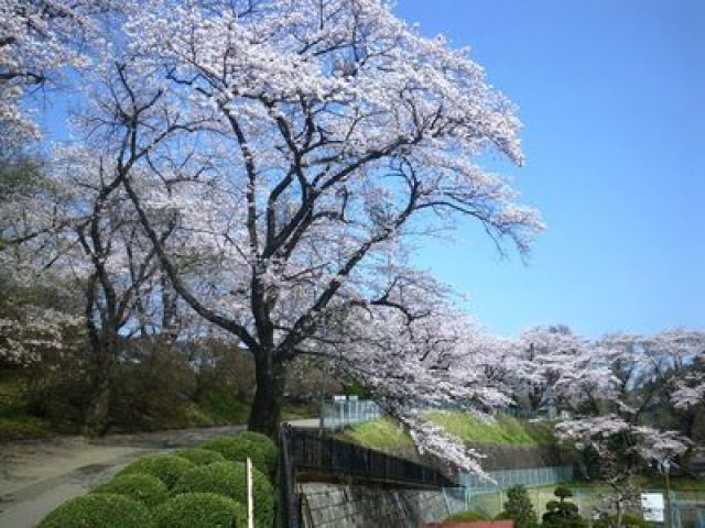 桜・見ごろ】御殿山公園｜イベント掲示板｜ふらっとろーかる