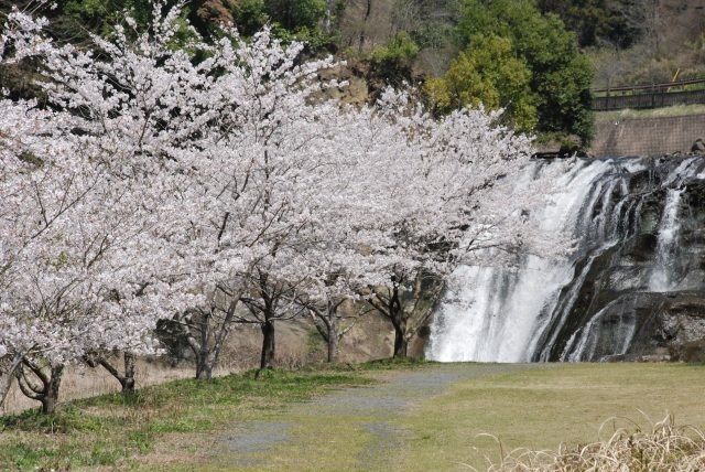 桜・見ごろ】龍門の滝（滝水辺公園）｜イベント掲示板｜ふらっとろーかる