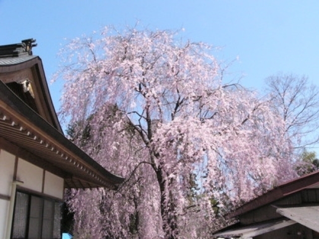 桜・見ごろ】法蔵寺のしだれざくら｜イベント掲示板｜ふらっとろーかる