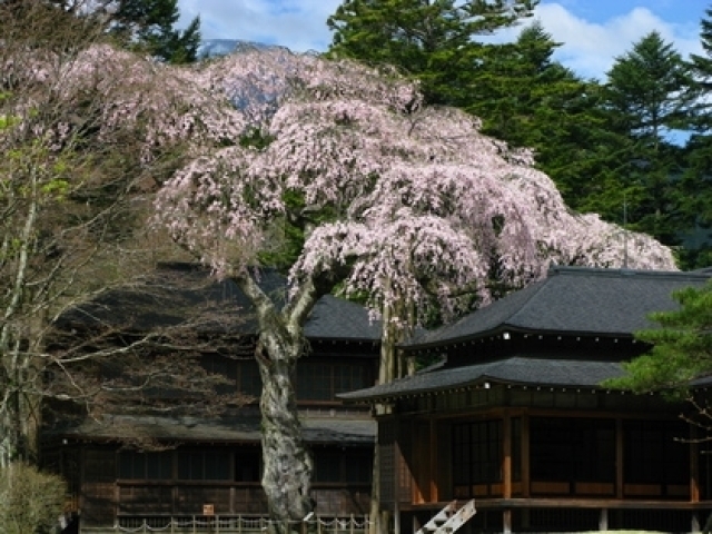 桜・見ごろ】日光田母沢御用邸記念公園のしだれざくら｜イベント掲示板 ...