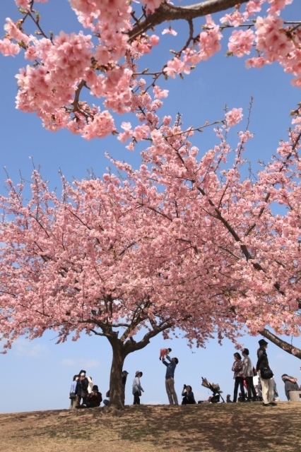 桜・見ごろ】伊勢崎市みらい公園｜イベント掲示板｜ふらっとろーかる