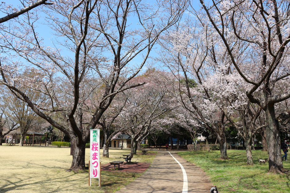 第53回 下妻砂沼桜まつり｜イベント掲示板｜ふらっとろーかる