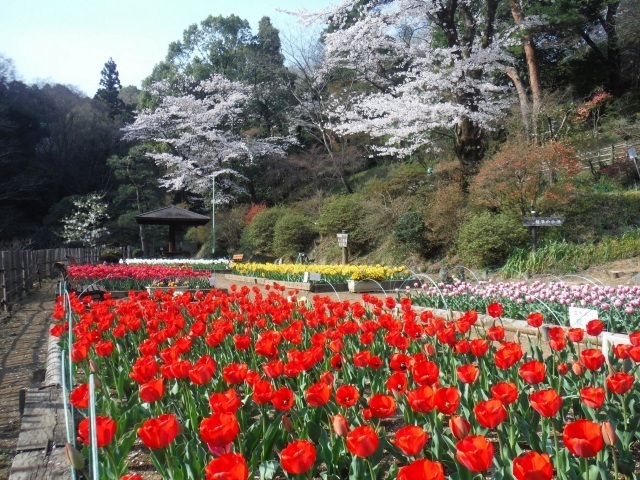 吾妻公園 チューリップまつり｜イベント掲示板｜ふらっとろーかる