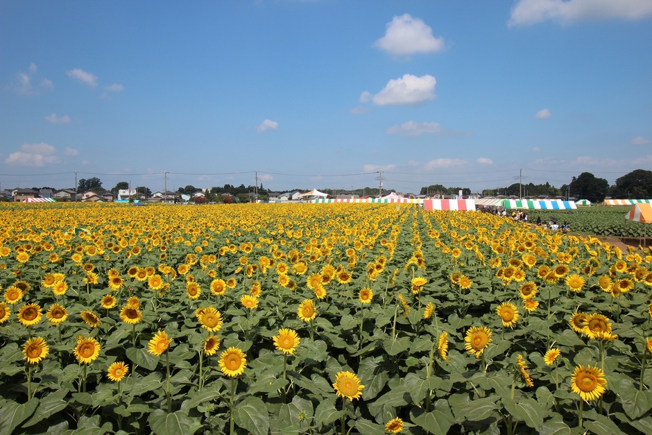 第32回ひまわりフェスティバル｜イベント掲示板｜ふらっとろーかる